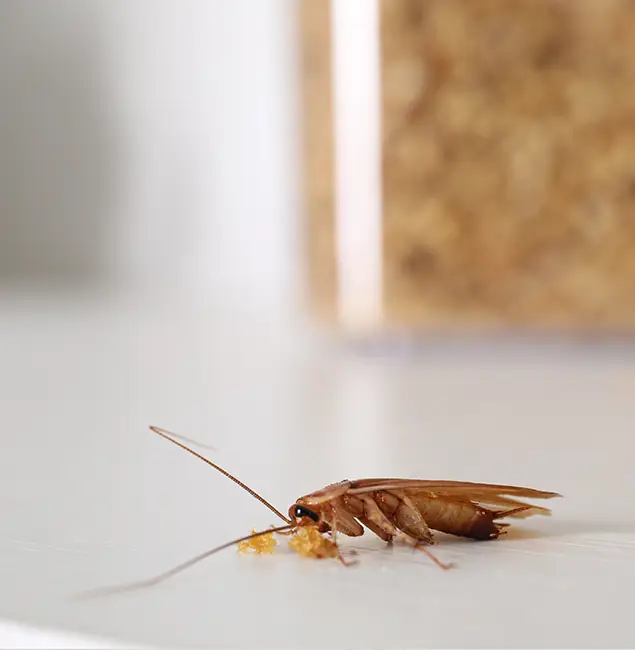Why Woodstock Pest Control Pro Stands Out in Woodstock, GA?