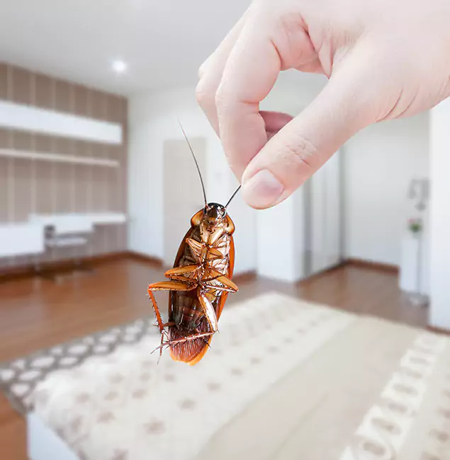 Why Woodstock Pest Control Pro Stand Out For Bed Bug Inspection in Woodstock, GA?
