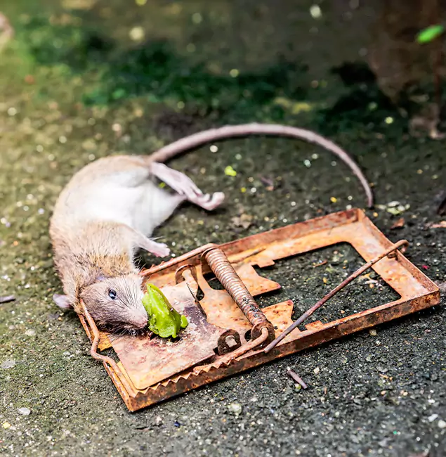 Why Woodstock, GA Homeowners Trust Woodstock Pest Control Pro for Rodent Removal?