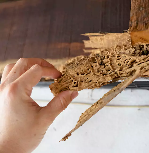 Why Choose Woodstock Pest Control Pro in Woodstock, GA?