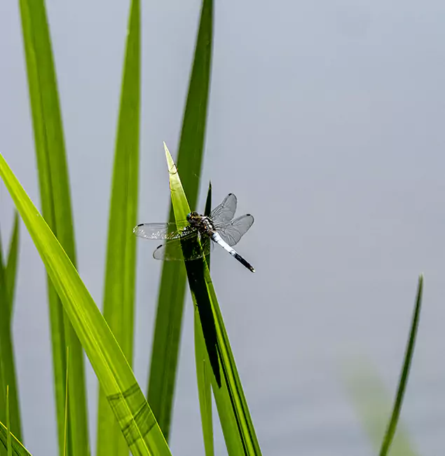 Why Woodstock Families Trust Woodstock Pest Control Pro for Mosquito Prevention?