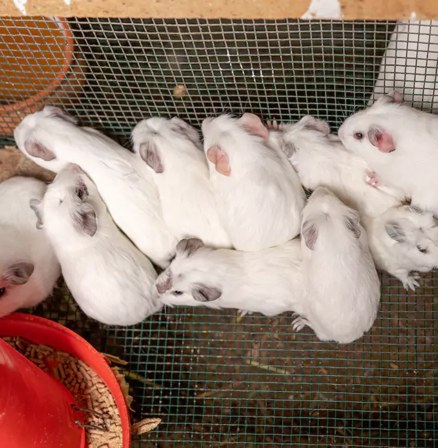 Why Choose Woodstock Pest Control Pro for Rat Infestation in Woodstock, GA?