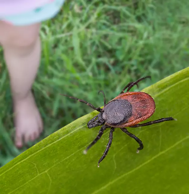 Why Woodstock Homeowners Choose Woodstock Pest Control Pro for Tick Extermination?