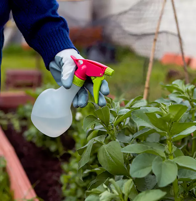 Why Woodstock Relies on Woodstock Pest Control Pro for Wasp Control Services?