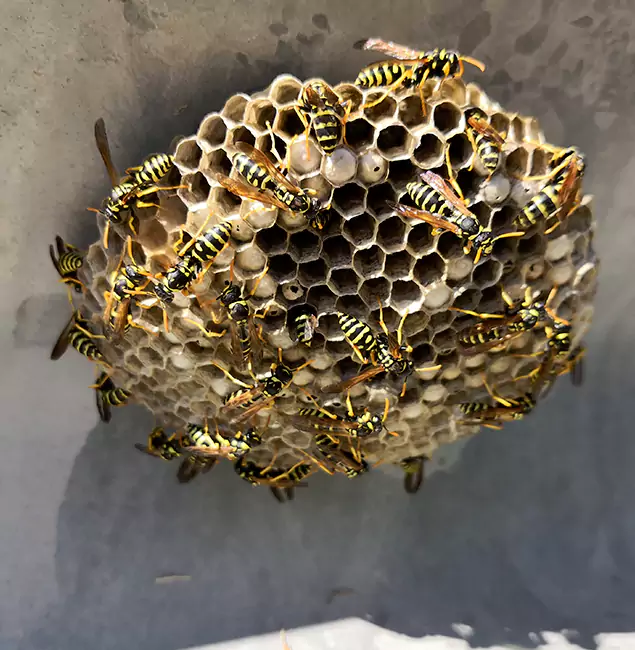 Why Woodstock Chooses Woodstock Pest Control Pro for Wasp Control Services?