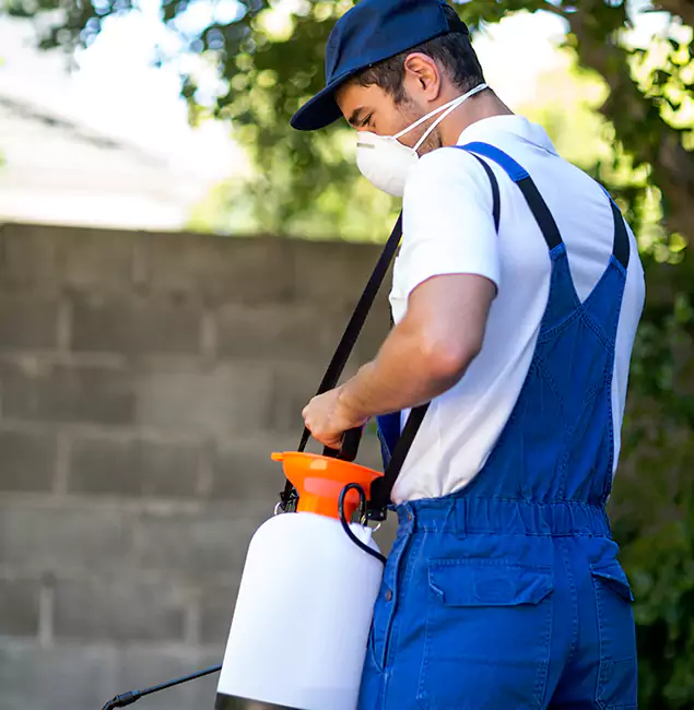 Why Woodstock Pest Control Pro Is the Right Choice for Yellow Jacket Removal in Woodstock, GA?