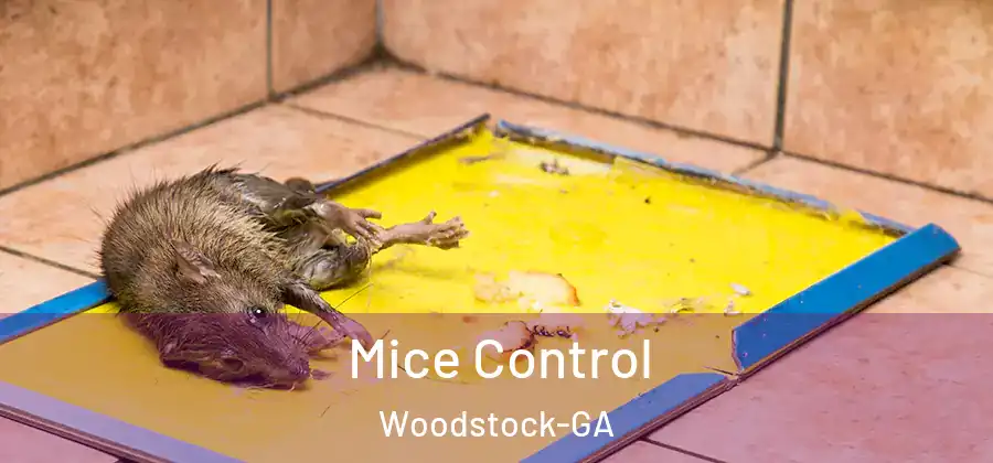 Mice Control Woodstock-GA