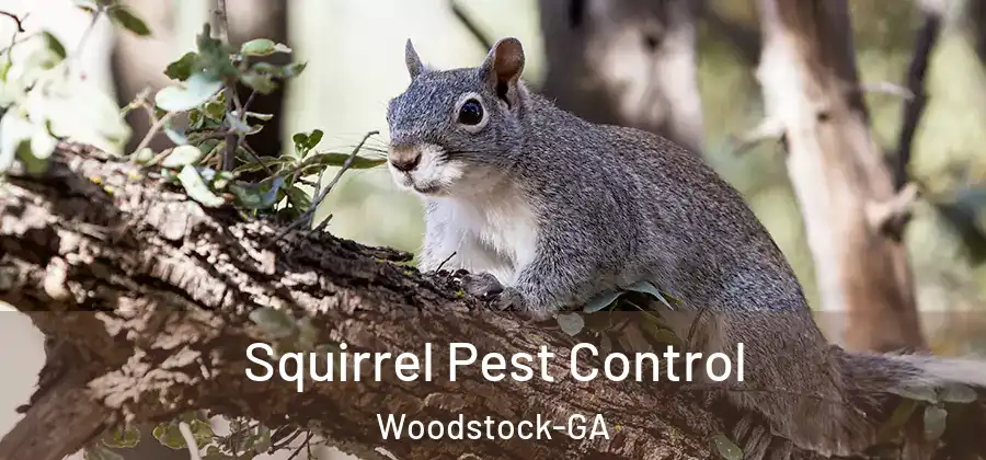 Squirrel Pest Control Woodstock-GA