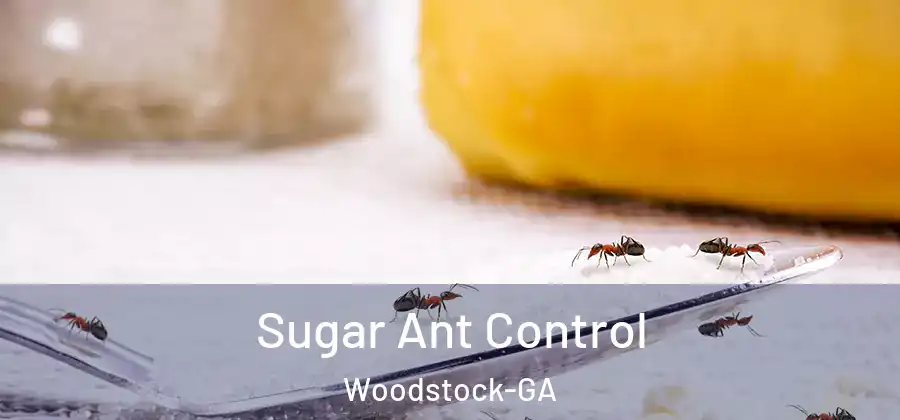 Sugar Ant Control Woodstock-GA